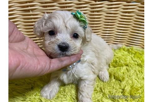 成約済の秋田県のマルプー:マルチーズ×トイプードル-149550の1枚目