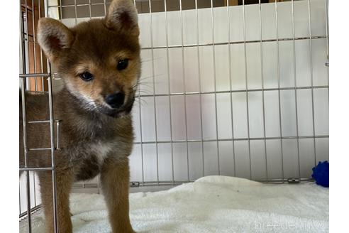 成約済の岡山県の柴犬-146818の5枚目