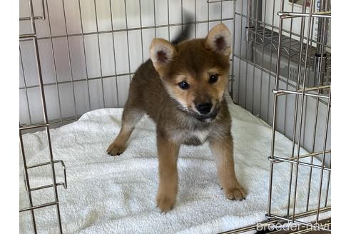 成約済の岡山県の柴犬-146818の4枚目