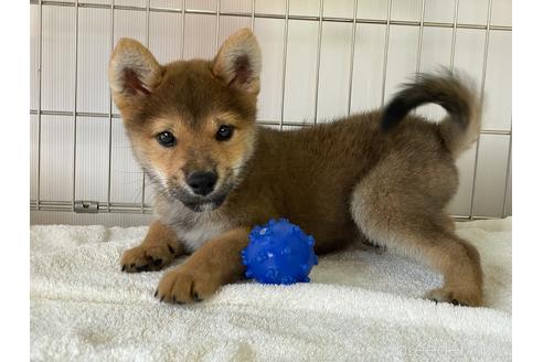 成約済の岡山県の柴犬-146818の1枚目