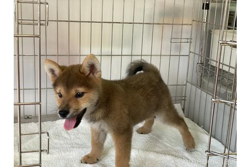 成約済の岡山県の柴犬-146818の3枚目