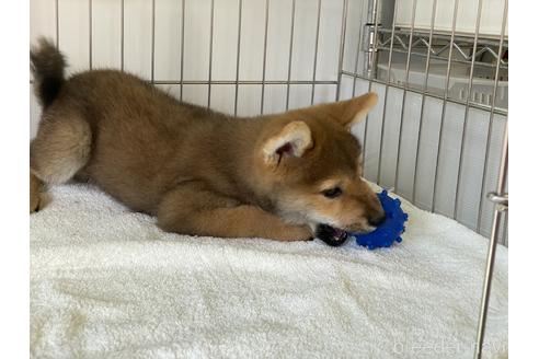 成約済の岡山県の柴犬-146818の2枚目