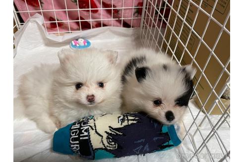 成約済の愛知県のポメラニアン-149464の1枚目