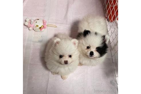 成約済の愛知県のポメラニアン-149464の2枚目