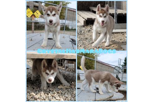 成約済の北海道のシベリアンハスキー-151203の3枚目