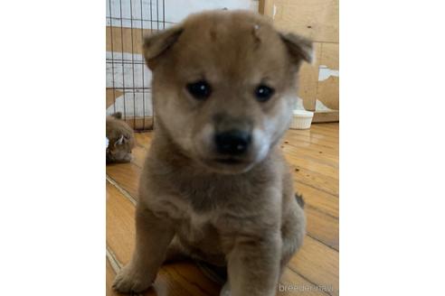 成約済の静岡県の柴犬-151205の1枚目