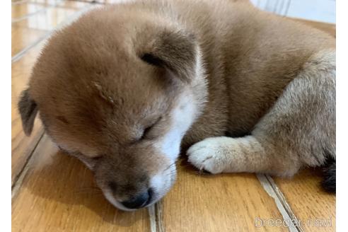 成約済の静岡県の柴犬-151205の2枚目