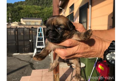 成約済の山口県のブリュッセルグリフォン-150269の6枚目