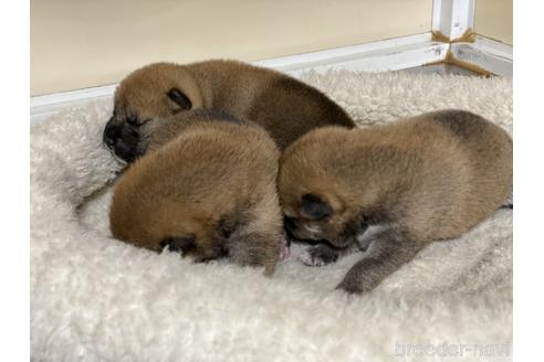 成約済の岡山県の柴犬-151246の12枚目