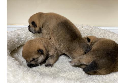 成約済の岡山県の柴犬-151246の11枚目