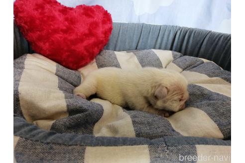 成約済の埼玉県のフレンチブルドッグ-151266の5枚目