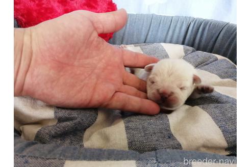 成約済の埼玉県のフレンチブルドッグ-151266の3枚目