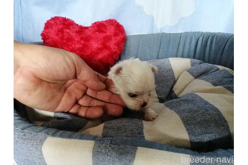 成約済の埼玉県のマルチーズ-151268の3枚目
