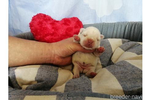 成約済の埼玉県のフレンチブルドッグ-151271の3枚目
