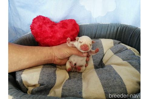 成約済の埼玉県のフレンチブルドッグ-151274の6枚目