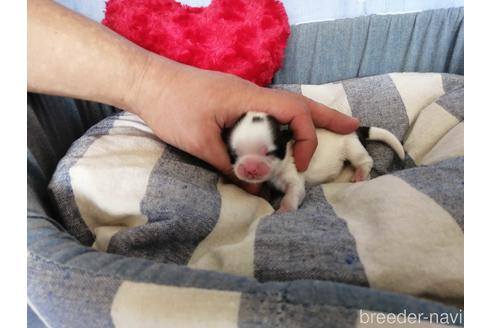 成約済の埼玉県のシーズー-151276の5枚目