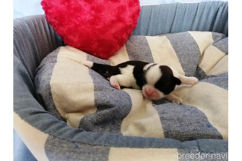成約済の埼玉県のシーズー-151277の4枚目
