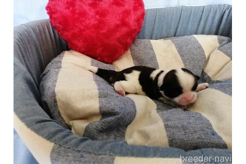 成約済の埼玉県のシーズー-151277の3枚目