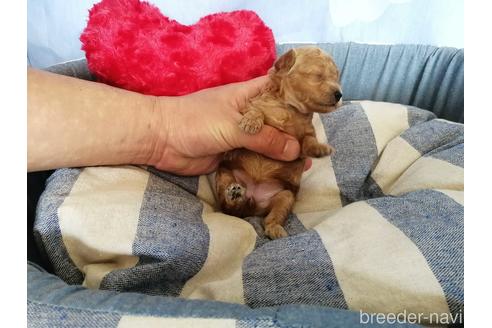 成約済の埼玉県のトイプードル-151282の5枚目