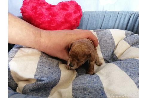 成約済の埼玉県のトイプードル-151282の4枚目