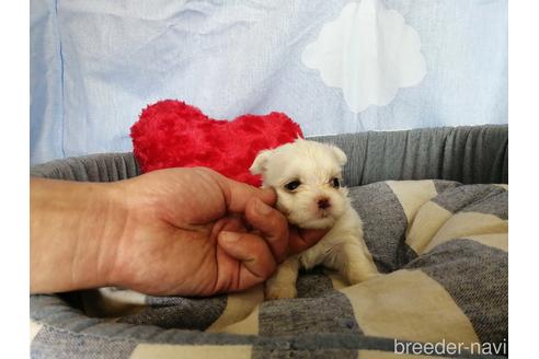 成約済の埼玉県のマルチーズ-151283の3枚目