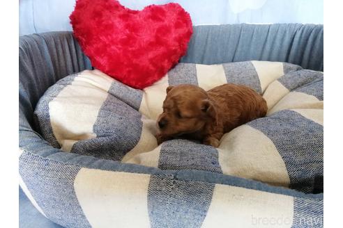 成約済の埼玉県のトイプードル-151285の4枚目
