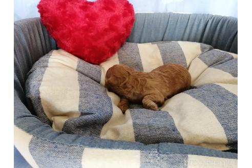 成約済の埼玉県のトイプードル-151285の3枚目
