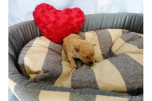 成約済の埼玉県のトイプードル-151291の1枚目