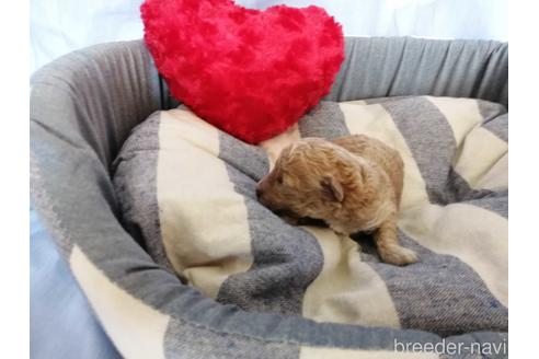 成約済の埼玉県のトイプードル-151294の4枚目