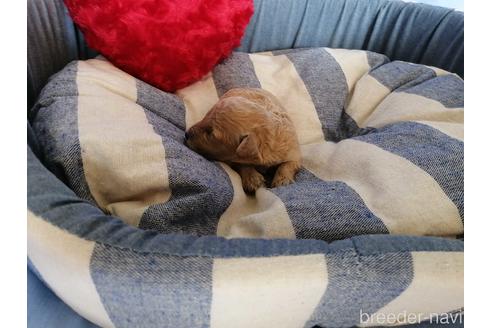 成約済の埼玉県のトイプードル-151295の2枚目