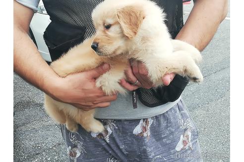 成約済の兵庫県のゴールデンレトリーバー-151309の7枚目