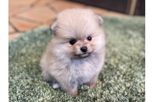 成約済の愛知県のポメラニアン-148264の8枚目