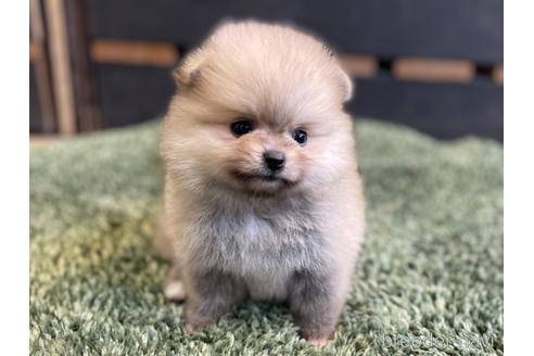 成約済の愛知県のポメラニアン-148264の6枚目