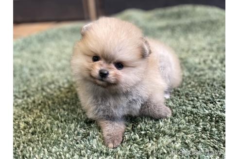 成約済の愛知県のポメラニアン-148264の7枚目