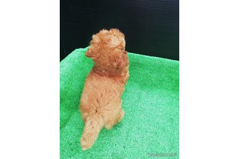 成約済の兵庫県のトイプードル-151317の3枚目