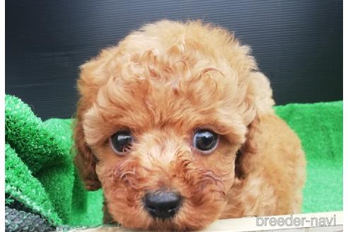 成約済の兵庫県のトイプードル-151317の1枚目