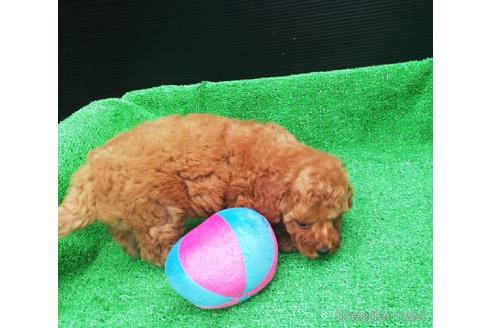 成約済の兵庫県のトイプードル-151317の8枚目
