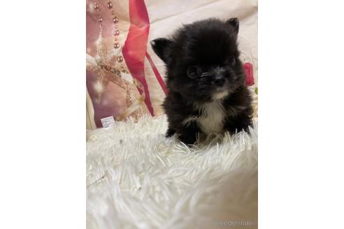 長野県のミックス犬 男の子 21 08 30生まれ ポメちゃんのmixポメラニアン ペキニーズのお父さん 子犬id ブリーダーナビ 長野県のミックス犬 男の子 21 08 30生まれ ポメちゃんのmixポメラニアン ペキニーズのお父さん 子犬id ブリーダーナビ