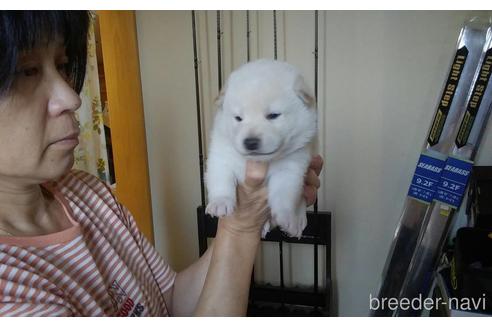 成約済の岡山県の柴犬-149972の1枚目