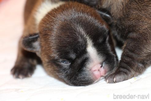 成約済の愛知県のフレンチブルドッグ-150376の53枚目