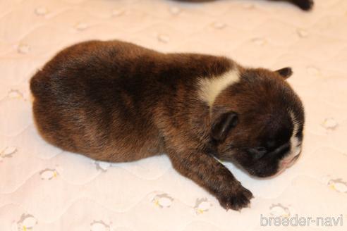 成約済の愛知県のフレンチブルドッグ-150376の52枚目