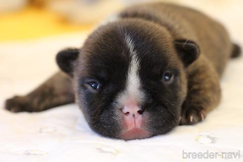 成約済の愛知県のフレンチブルドッグ-150376の50枚目