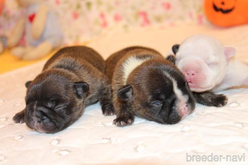 成約済の愛知県のフレンチブルドッグ-150376の46枚目