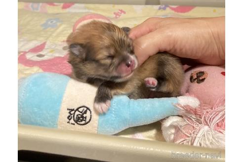 成約済の北海道のポメラニアン-151358の1枚目