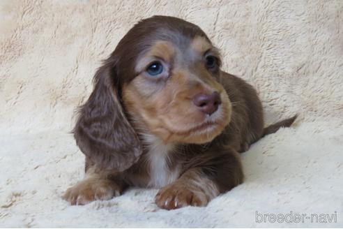 成約済の山口県のミニチュアダックスフンド(ロングヘアード)-151391の3枚目