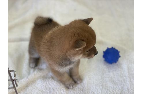 成約済の岡山県の豆柴-147448の5枚目