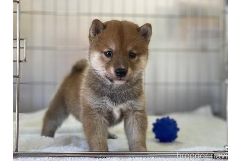 成約済の岡山県の豆柴-147448の4枚目