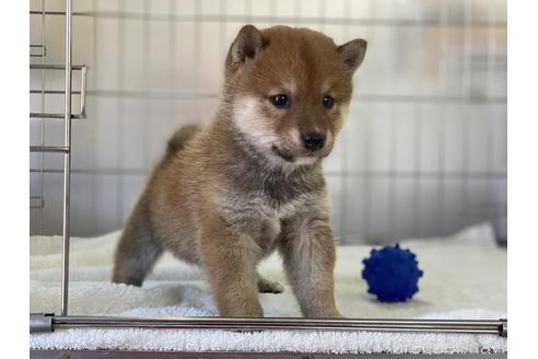 成約済の岡山県の豆柴-147448の3枚目
