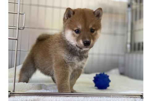 成約済の岡山県の豆柴-147448の1枚目