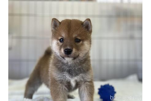 成約済の岡山県の豆柴-147448の2枚目